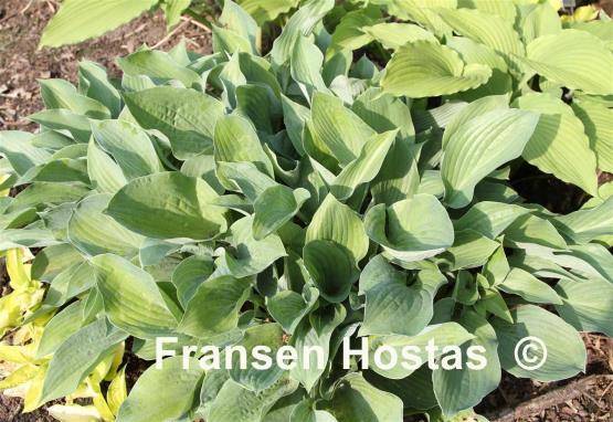 Hosta White Butterflies